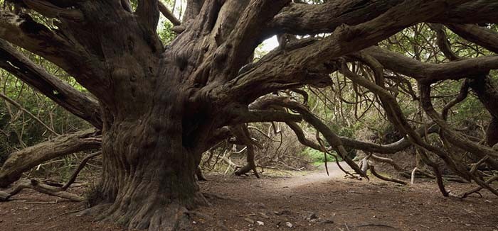 ancient-yew-tree-england