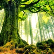 Felfedezésre váró misztikus erdők