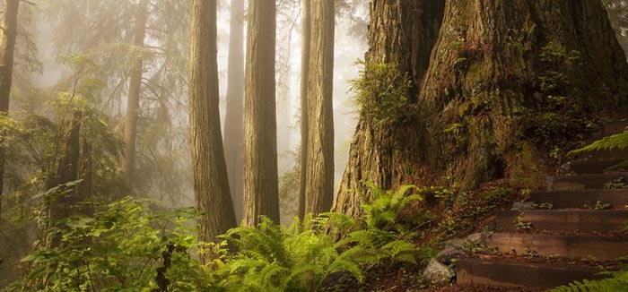 redwood-forest-california