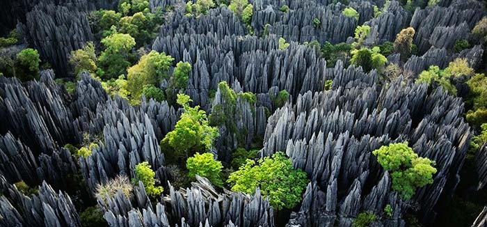 tsingy-de-bemaraha-forest-madagascar